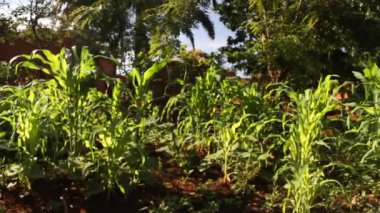 yemyeşil cornfields Afrika Köyü