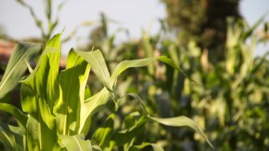 Yeşil cornstalks