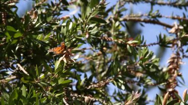 Monarch kelebek çam ağacında