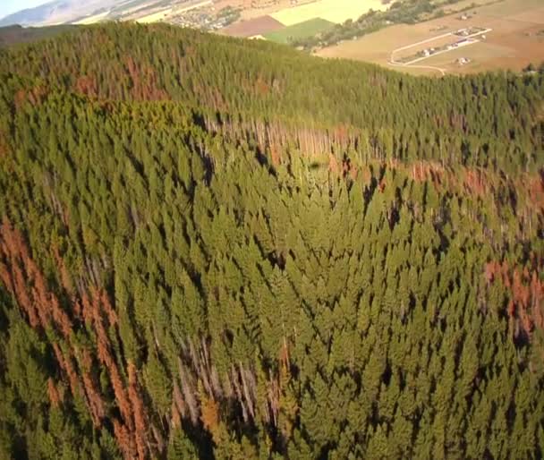 Vue aérienne des champs et des forêts avec des arbres morts — Video
