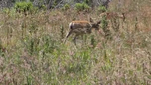 Ciervos camina en el campo — Vídeos de Stock
