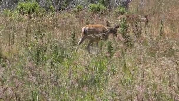 Balades de cerfs dans le champ 