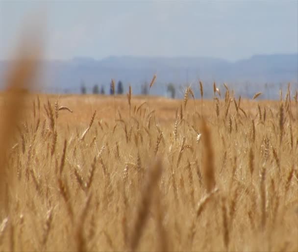 Close-up on wheat stalk with the rack focus and heat waves — Stock Video