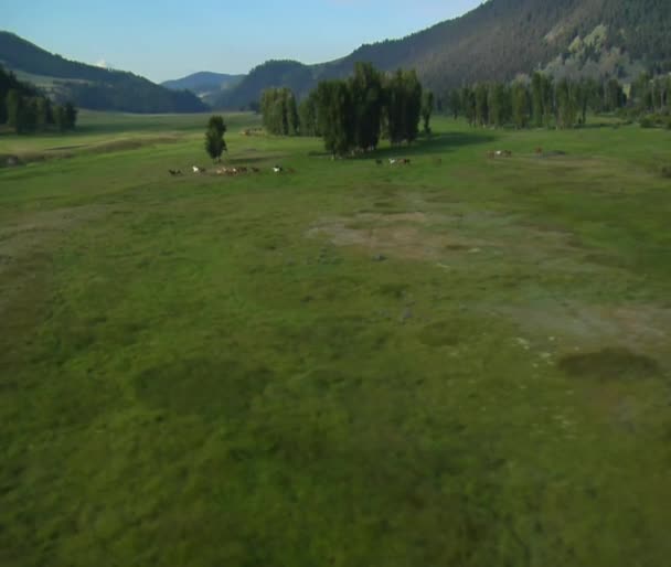 Аэросъемка лошадей, бегущих в зеленой долине — стоковое видео