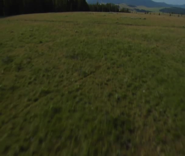 Antenn skott av öppna rangeland med skog och berg — Stockvideo