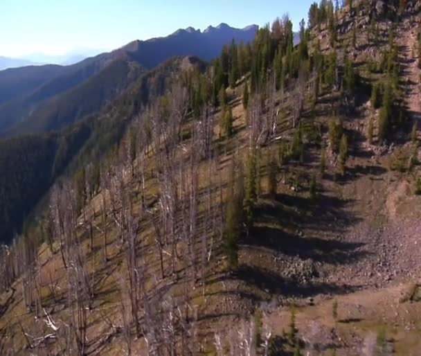 Luchtfoto van bos en bergen met dode bomen — Stockvideo