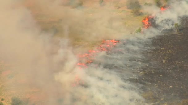 Oranžové plameny z brushfire — Stock video