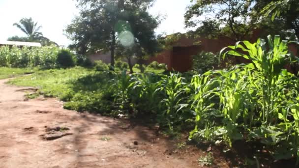 Кукурузные поля африканской деревни — стоковое видео