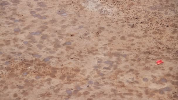 Свіжі плями дощу падають на бруд — стокове відео