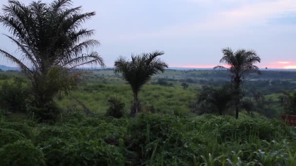 Palmeras y maizales africanos al atardecer — Vídeos de Stock