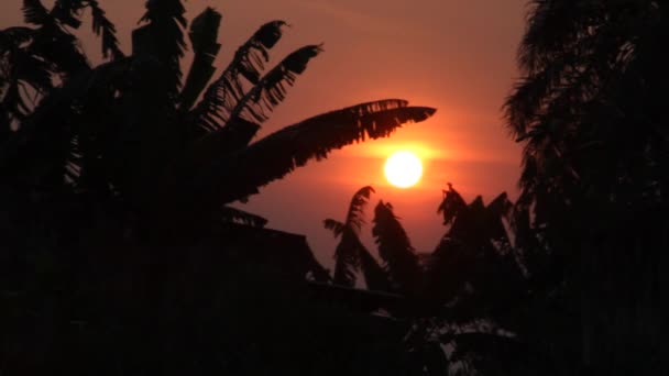 Západ slunce skrze palmy — Stock video
