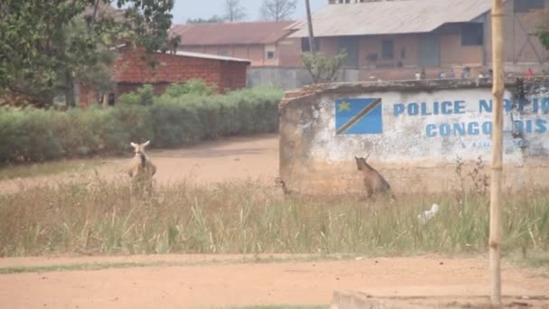 Ziegen neben kongolesischer Flagge — Stockvideo