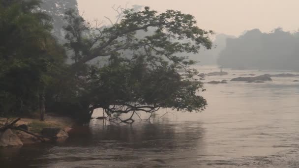 Río selva con neblina — Vídeo de stock