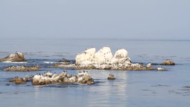 Cormorants sit on rocks on Monterey Bay — Stock Video