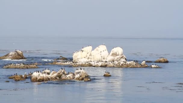 Los cormoranes se sientan en las rocas en Monterey Bay — Vídeo de stock