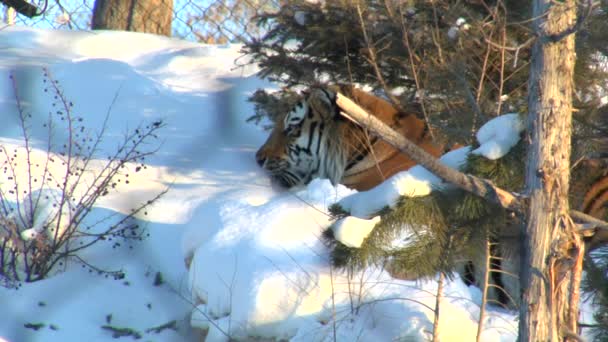 Тигр в снегу — стоковое видео