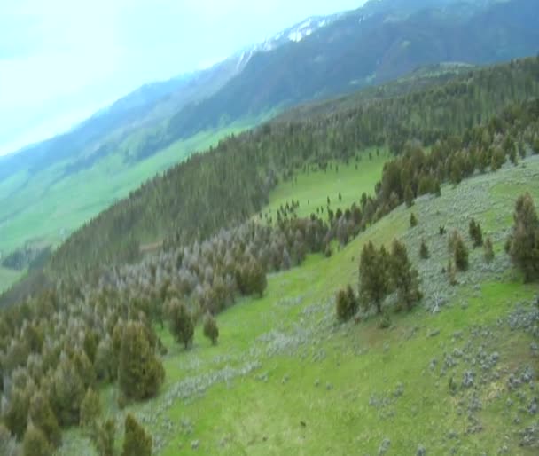 Wolven in grasrijke weide in de buurt van paradise valley, montana — Stockvideo