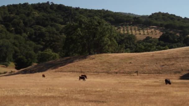 Bovinos comem no campo seco da Califórnia — Vídeo de Stock