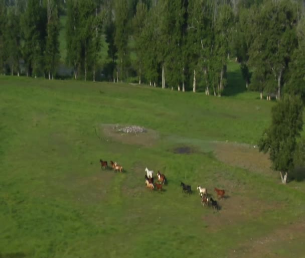 Colpo aereo di cavalli che corrono nella Green Valley — Video Stock