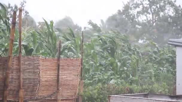 Campo de maíz soplando con fuerte viento y lluvia — Vídeo de stock