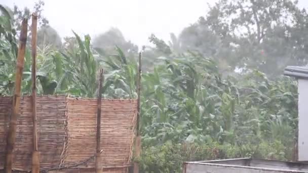 Cornfield soprando em vento forte e chuva — Vídeo de Stock