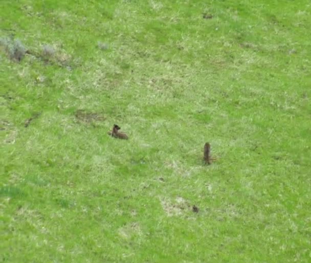 パラダイス バレー モンタナ近くの芝生の草原の狼 — ストック動画