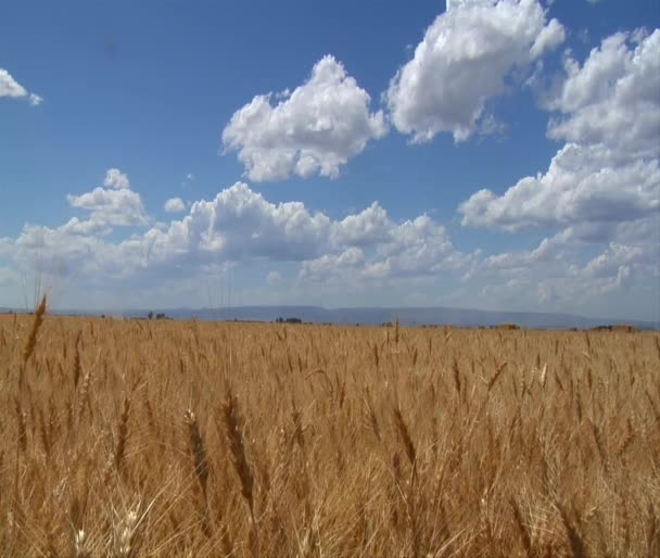 Wheatfield, céu azul e nuvens inchadas — Vídeo de Stock