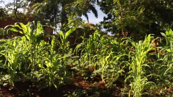 Lush cornfields in African village — Αρχείο Βίντεο