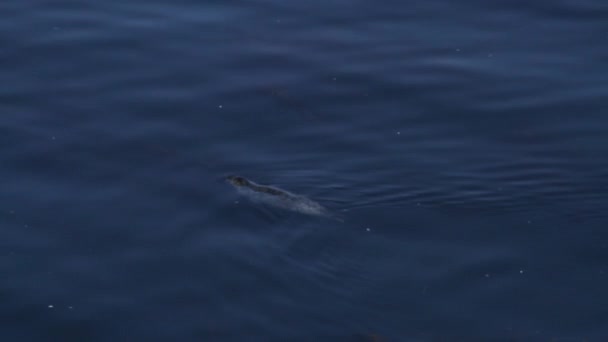 Seal swims through the water — Stock Video