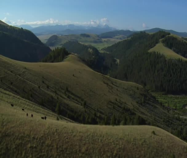 Foto aérea de pastizales abiertos con bosque y montañas — Vídeo de stock