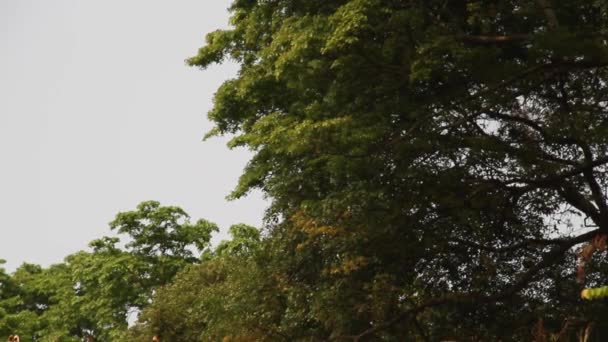 Árboles de selva africana — Vídeo de stock