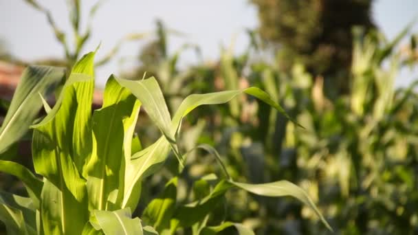 Green cornstalks — Stockvideo