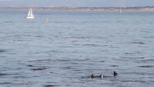 Monterey Bay yelkenli — Stok video