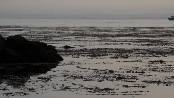 Fishing boat with kelp bed — Stock Video