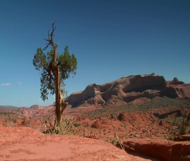 Ζευγάρι πεζοπορία στην έρημο κόκκινο βράχο — Αρχείο Βίντεο
