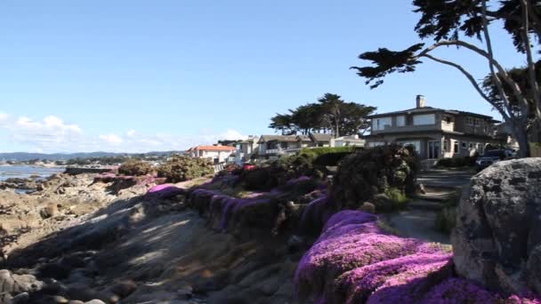 Strandwal met paarse bloemen — Stockvideo