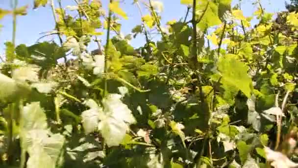 Walking through rows of wine grapes — Stock Video