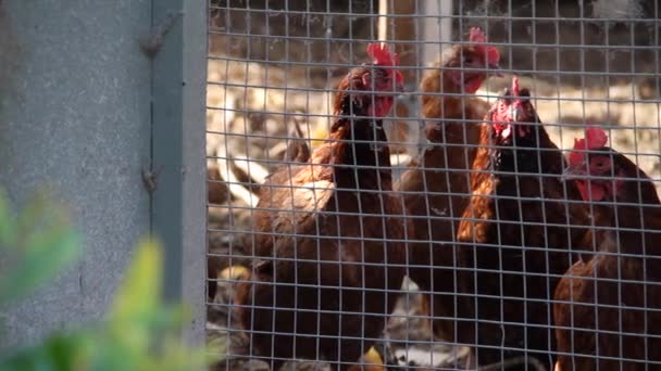 Kippen in het kippenhok — Stockvideo