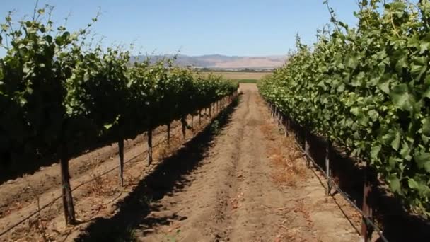 Walking through rows of wine grapes