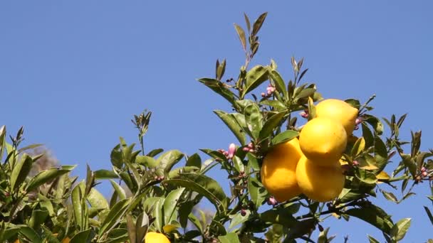 Лимоны на лимонном дереве с голубым небом — стоковое видео