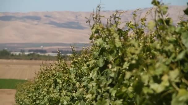 Slide rail shot de uvas de vinho — Vídeo de Stock