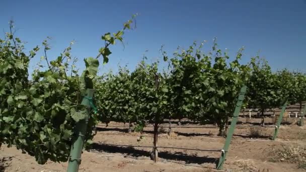 Filas de uvas de vino con cielo azul — Vídeo de stock