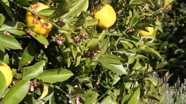 Лимоны на лимонном дереве — стоковое видео