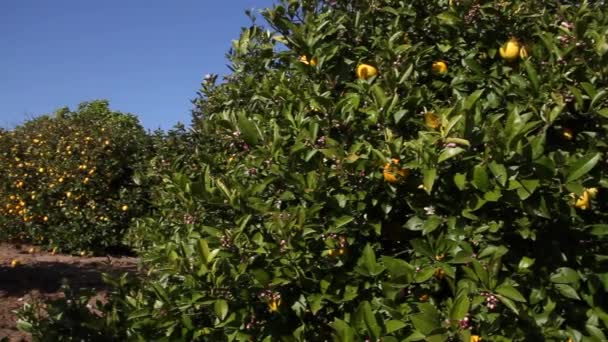 Pan across lemon Grove — Stock Video