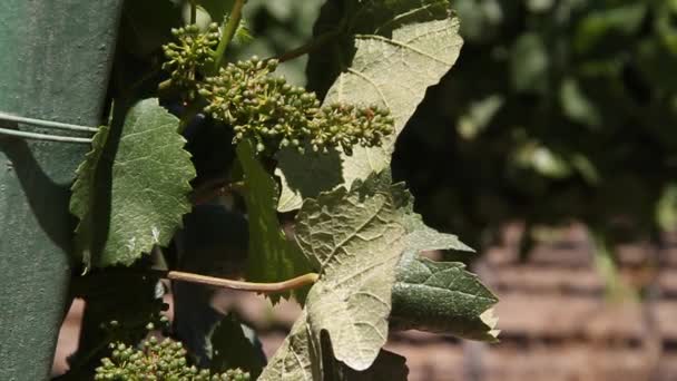 Immature wine grapes — Stock Video