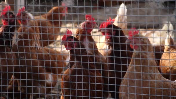 Pollos en gallinero — Vídeos de Stock