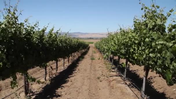 Slide ferroviário tiro de fileiras de uvas de vinho — Vídeo de Stock