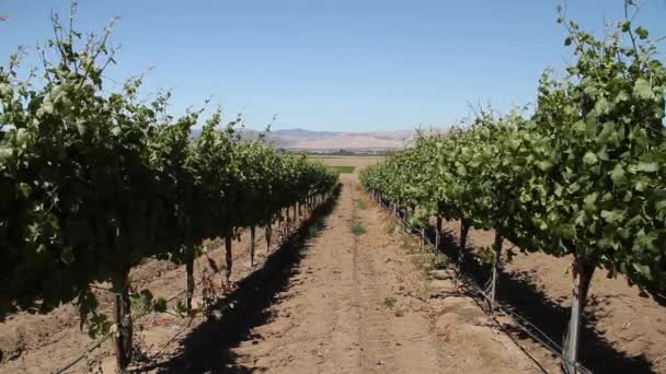 Rangées de raisins de cuve — Video