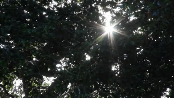 Ήλιος φωτοβολίδα μέσα από δέντρα στον αέρα — Αρχείο Βίντεο