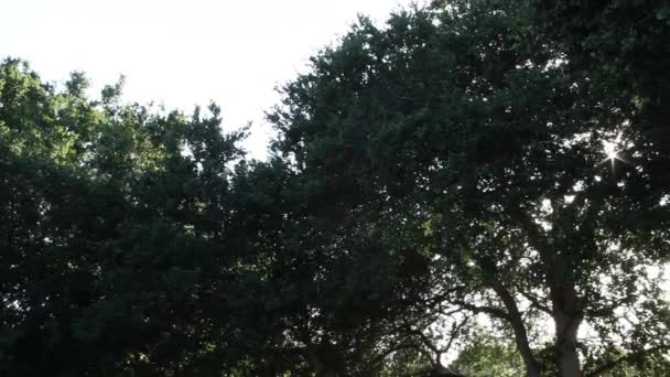 Bomen met zon gluren via — Stockvideo